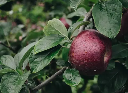 Fruit hanging from a tree