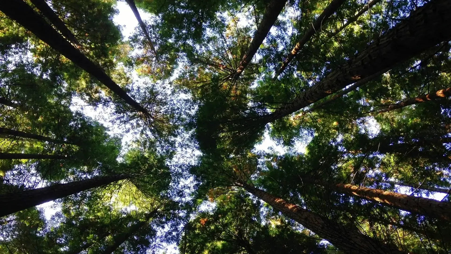 Trees in a forest