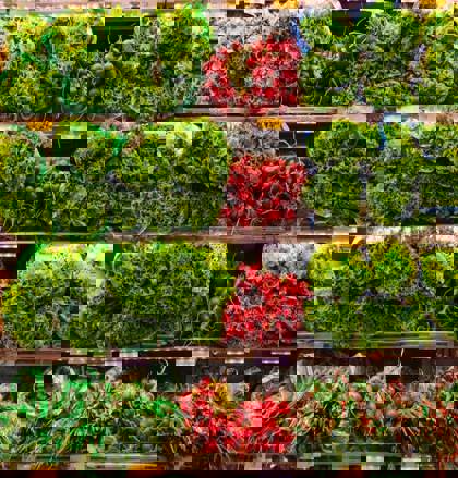 Vegetables in Supermarket