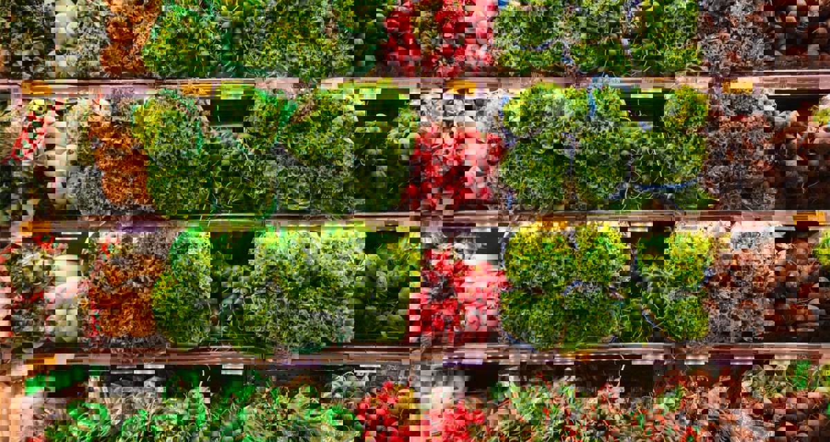 Vegetables in Supermarket