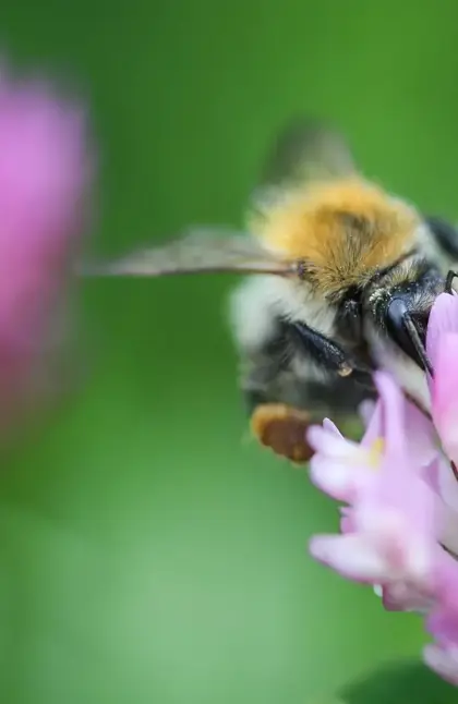 Bee on a flower